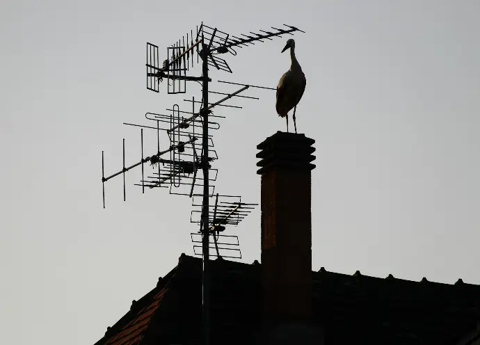 brown bird on brown concrete building during daytime